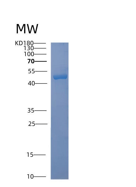 Human ACAD8 (Isobutyryl-Coa Dehydrogenase, Mitochondrial) - Recombinant Protein