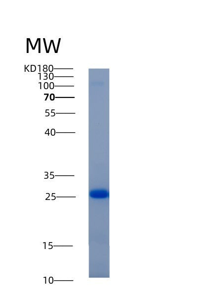 Human ADI1 (Acireductone Dioxygenase) - Recombinant Protein