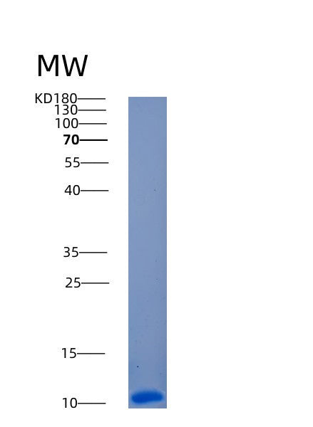 Human ANAPC13 (Anaphase-Promoting Complex Subunit 13) - Recombinant Protein