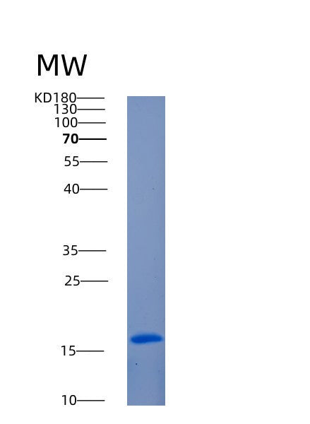 Human ANG (Angiogenin) - Recombinant Protein