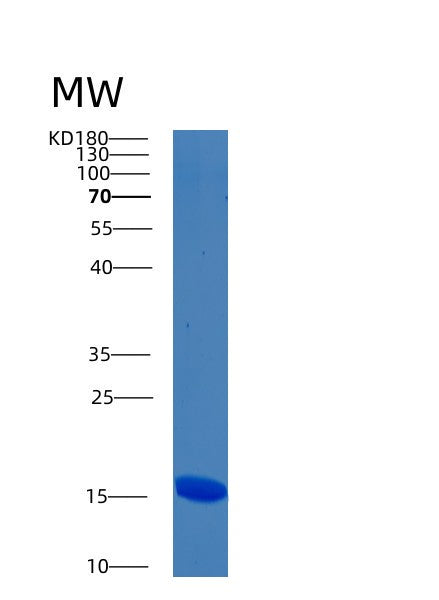Human BMF (Bcl-2-Modifying Factor) - Recombinant Protein