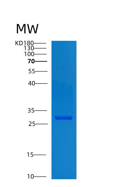 Human CNPY4 (Protein Canopy Homolog 4) - Recombinant Protein