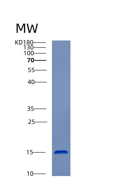 Human CST3 (Cystatin-C) - Recombinant Protein
