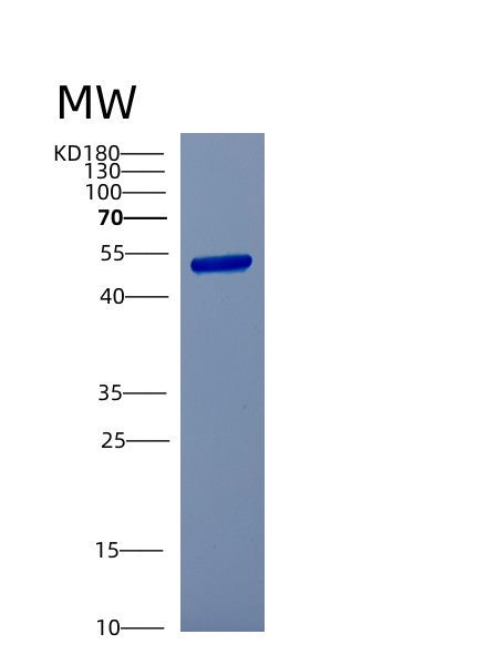 Human CSTF1 (Cleavage Stimulation Factor Subunit 1) - Recombinant Protein