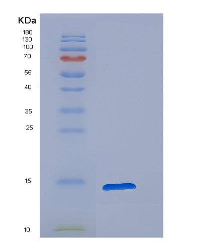 Mouse Cst3 (Cystatin-C) - Recombinant Protein