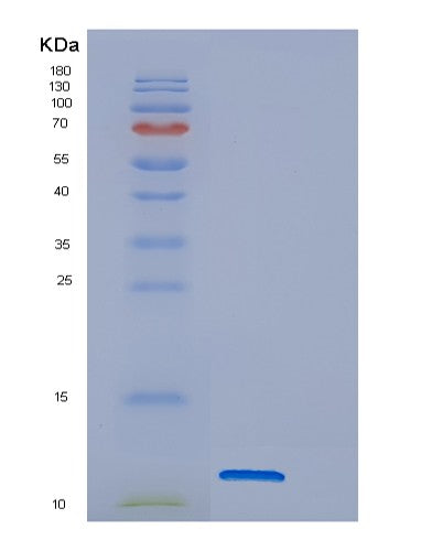 Human DNAJC15 (Dnaj Homolog Subfamily C Member 15) - Recombinant Protein