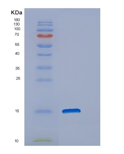 Human DNAJC19 (Mitochondrial Import Inner Membrane Translocase Subunit Tim14) - Recombinant Protein
