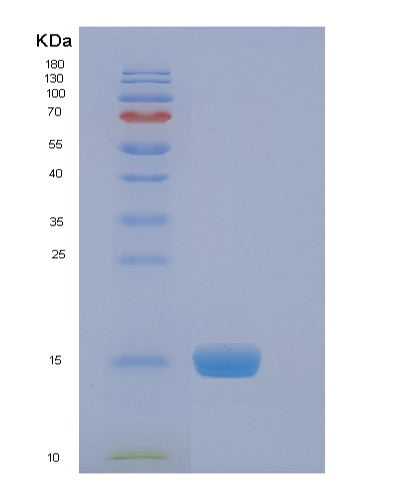 Human EIF4EBP2 (Eukaryotic Translation Initiation Factor 4E-Binding Protein 2) - Recombinant Protein