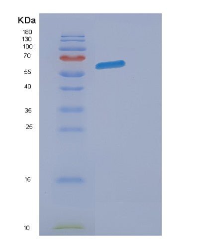 Mouse Eogt (Egf Domain-Specific O-Linked N-Acetylglucosamine Transferase) - Recombinant Protein