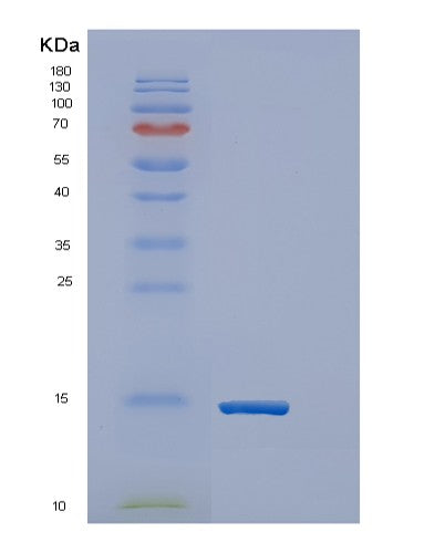 Human ERH (Enhancer Of Rudimentary Homolog) - Recombinant Protein