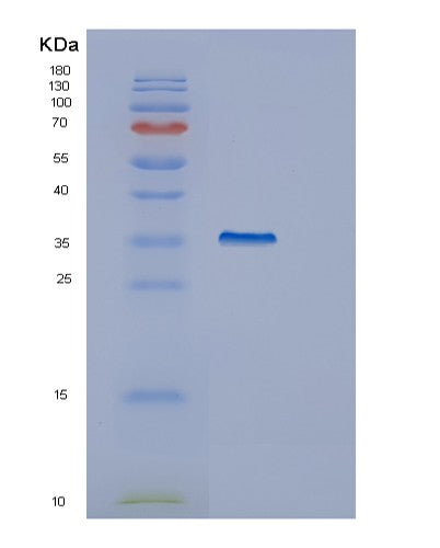 Human GULP1 (Ptb Domain-Containing Engulfment Adapter Protein 1) - Recombinant Protein
