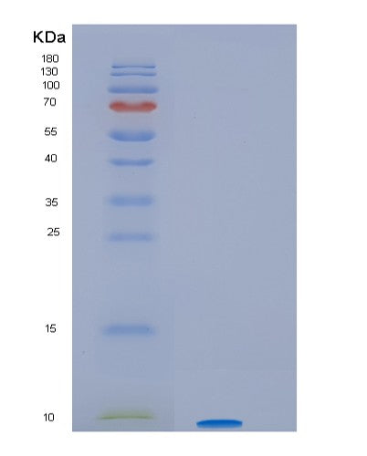 Human HSBP1 (Heat Shock Factor-Binding Protein 1) - Recombinant Protein