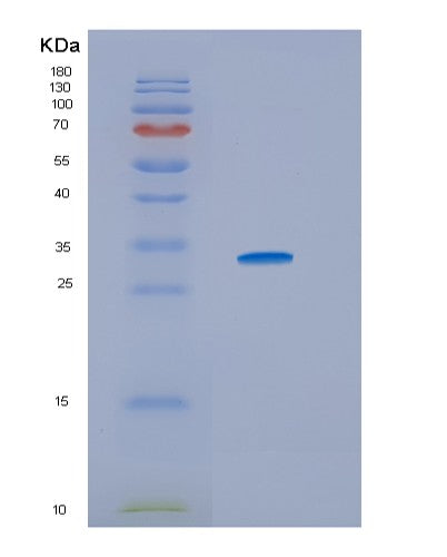 Human HSD17B10 (3-Hydroxyacyl-Coa Dehydrogenase Type-2) - Recombinant Protein