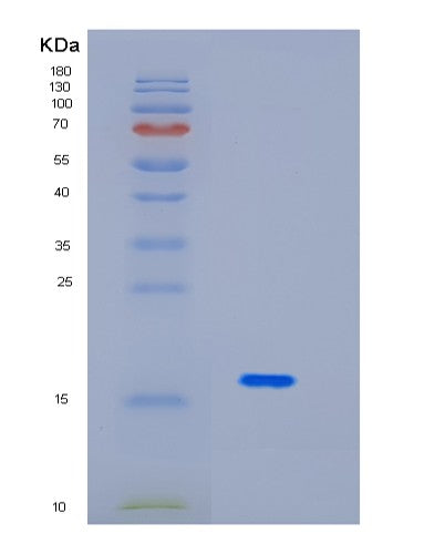 Human ID2 (Dna-Binding Protein Inhibitor Id-2) - Recombinant Protein