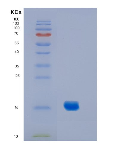 Mouse Il2 (Interleukin-2) - Recombinant Protein