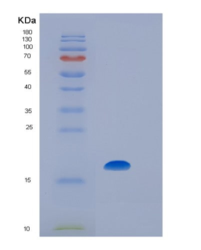 Human IL7 (Interleukin-7) - Recombinant Protein