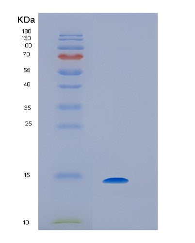 Human IL9 (Interleukin-9) - Recombinant Protein