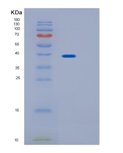 Human IMPACT (Protein Impact) - Recombinant Protein