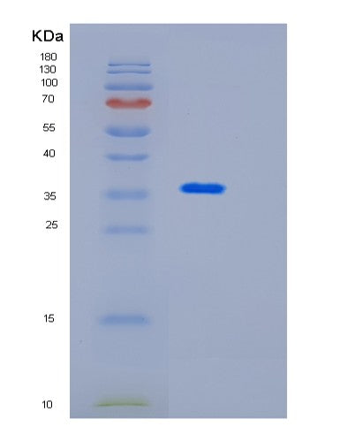 Mouse Bpnt2 (Golgi-Resident Adenosine 3',5'-Bisphosphate 3'-Phosphatase) - Recombinant Protein