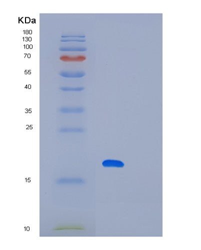 Human LITAF (Lipopolysaccharide-Induced Tumor Necrosis Factor-Alpha Factor) - Recombinant Protein