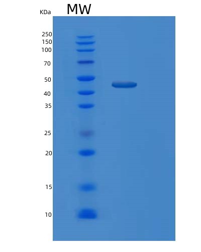 Human MCM7 (Dna Replication Licensing Factor Mcm7) - Recombinant Protein