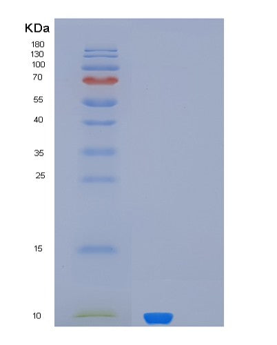 Human MUCL1 (Mucin-Like Protein 1) - Recombinant Protein