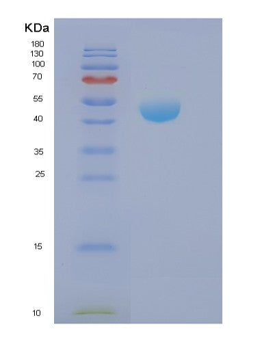 Human NCK2 (Cytoplasmic Protein Nck2) - Recombinant Protein