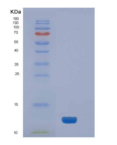 Human NEDD8 (Ubiquitin-Like Protein Nedd8) - Recombinant Protein