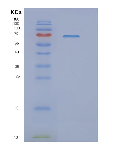 Human NFE2L2 (Nuclear Factor Erythroid 2-Related Factor 2) - Recombinant Protein