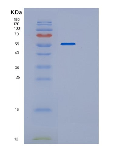 Mouse P4hb (Protein Disulfide-Isomerase) - Recombinant Protein