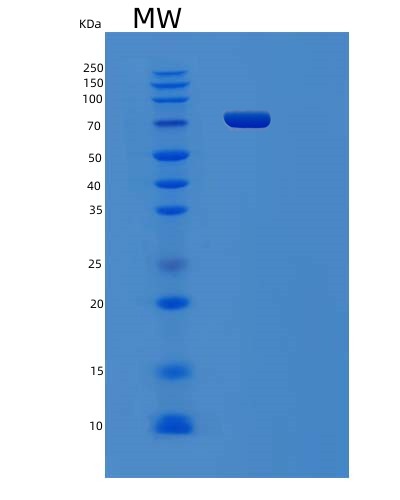 Human PCDHGC4 (Protocadherin Gamma-C4) - Recombinant Protein
