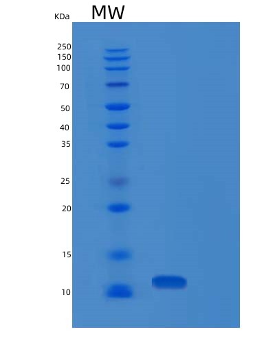 Human PDE6H (Retinal Cone Rhodopsin-Sensitive Cgmp 3',5'-Cyclic Phosphodiesterase Subunit Gamma) - Recombinant Protein