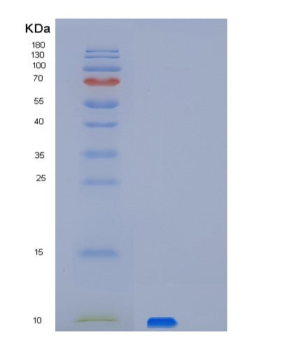 Human PET117 (Protein Pet117 Homolog, Mitochondrial) - Recombinant Protein