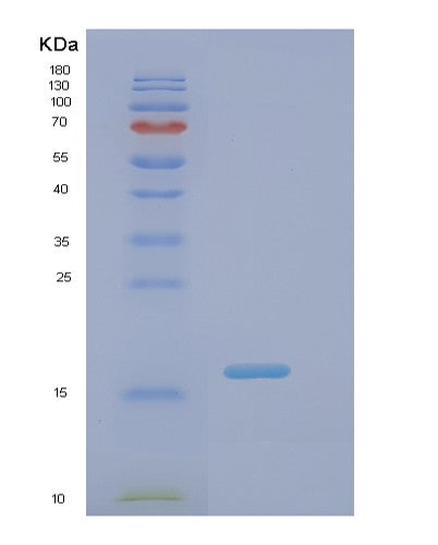 Human PIN1 (Peptidyl-Prolyl Cis-Trans Isomerase Nima-Interacting 1) - Recombinant Protein