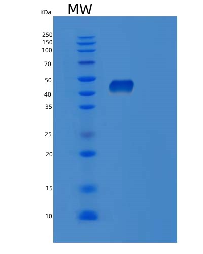 Human POFUT1 (Gdp-Fucose Protein O-Fucosyltransferase 1) - Recombinant Protein