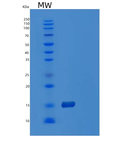 Human POLD4 (Dna Polymerase Delta Subunit 4) - Recombinant Protein