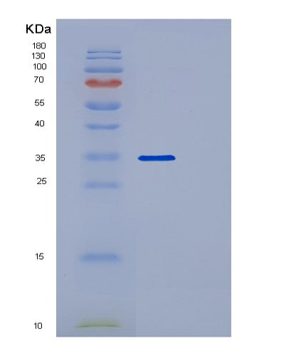 Human POLR2C (Dna-Directed Rna Polymerase Ii Subunit Rpb3) - Recombinant Protein