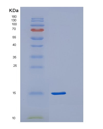 Human POLR2F (Dna-Directed Rna Polymerases I, Ii, And Iii Subunit Rpabc2) - Recombinant Protein