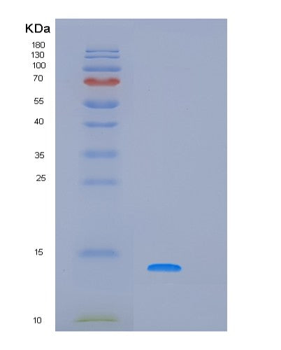 Human PRH1 - Recombinant Protein