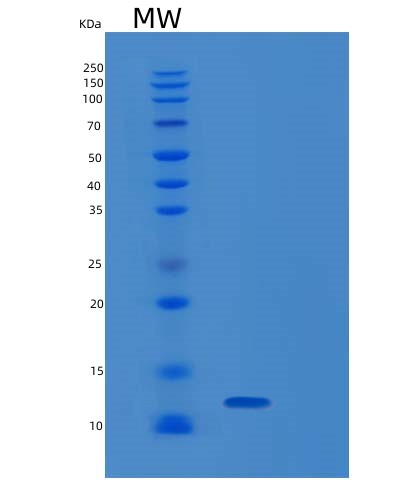 Human RAMP3 (Receptor Activity-Modifying Protein 3) - Recombinant Protein