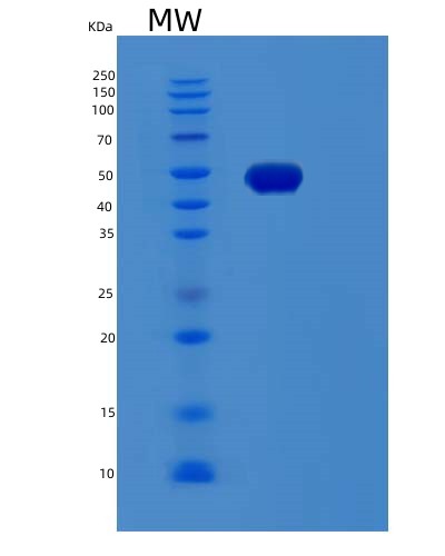 Human NELFE (Negative Elongation Factor E) - Recombinant Protein