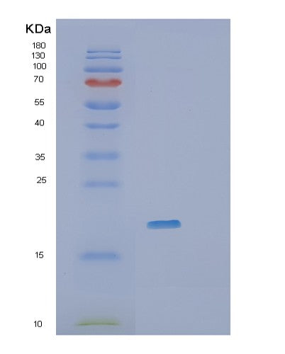 Human RHEB (Gtp-Binding Protein Rheb) - Recombinant Protein