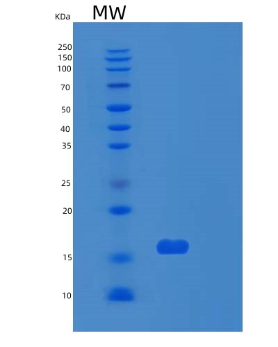 Human RPS24 (Small Ribosomal Subunit Protein Es24) - Recombinant Protein