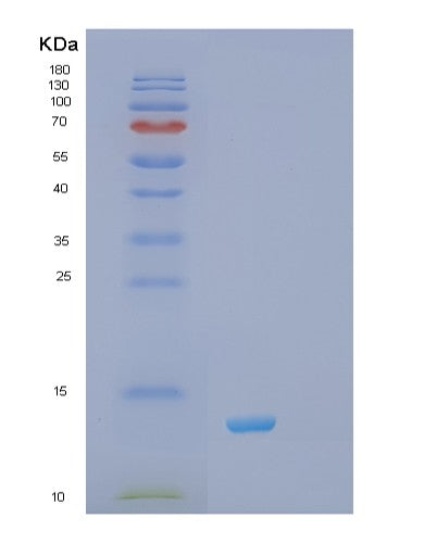 Human RXRA (Retinoic Acid Receptor Rxr-Alpha) - Recombinant Protein