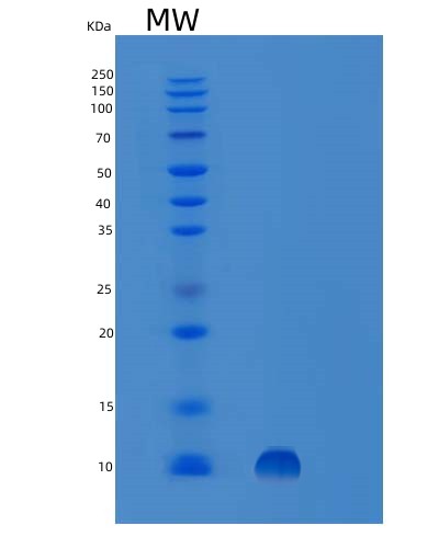 Human SPINK7 (Serine Protease Inhibitor Kazal-Type 7) - Recombinant Protein