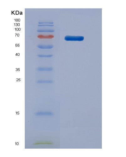 Mouse Stip1 (Stress-Induced-Phosphoprotein 1) - Recombinant Protein