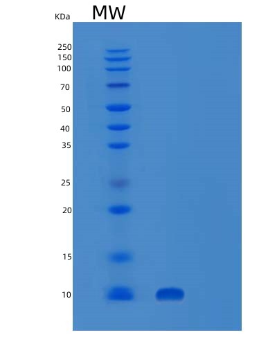 Human SUMO1 (Small Ubiquitin-Related Modifier 1) - Recombinant Protein