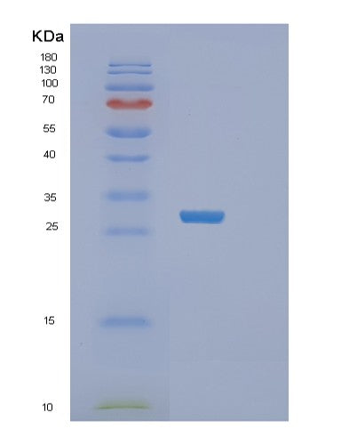 Human TACO1 (Translational Activator Of Cytochrome C Oxidase 1) - Recombinant Protein