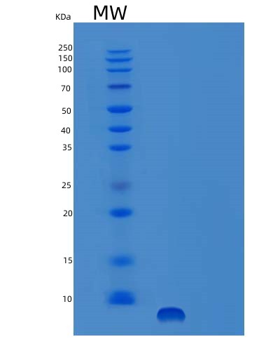 Mouse Egf (Pro-Epidermal Growth Factor) - Recombinant Protein