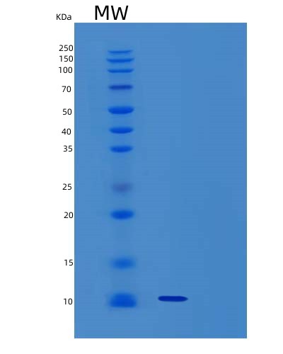 Human SUMO3 (Small Ubiquitin-Related Modifier 3) - Recombinant Protein